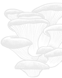 Line illustration of mushrooms